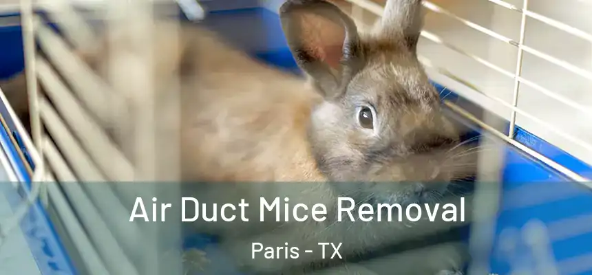 Air Duct Mice Removal Paris - TX